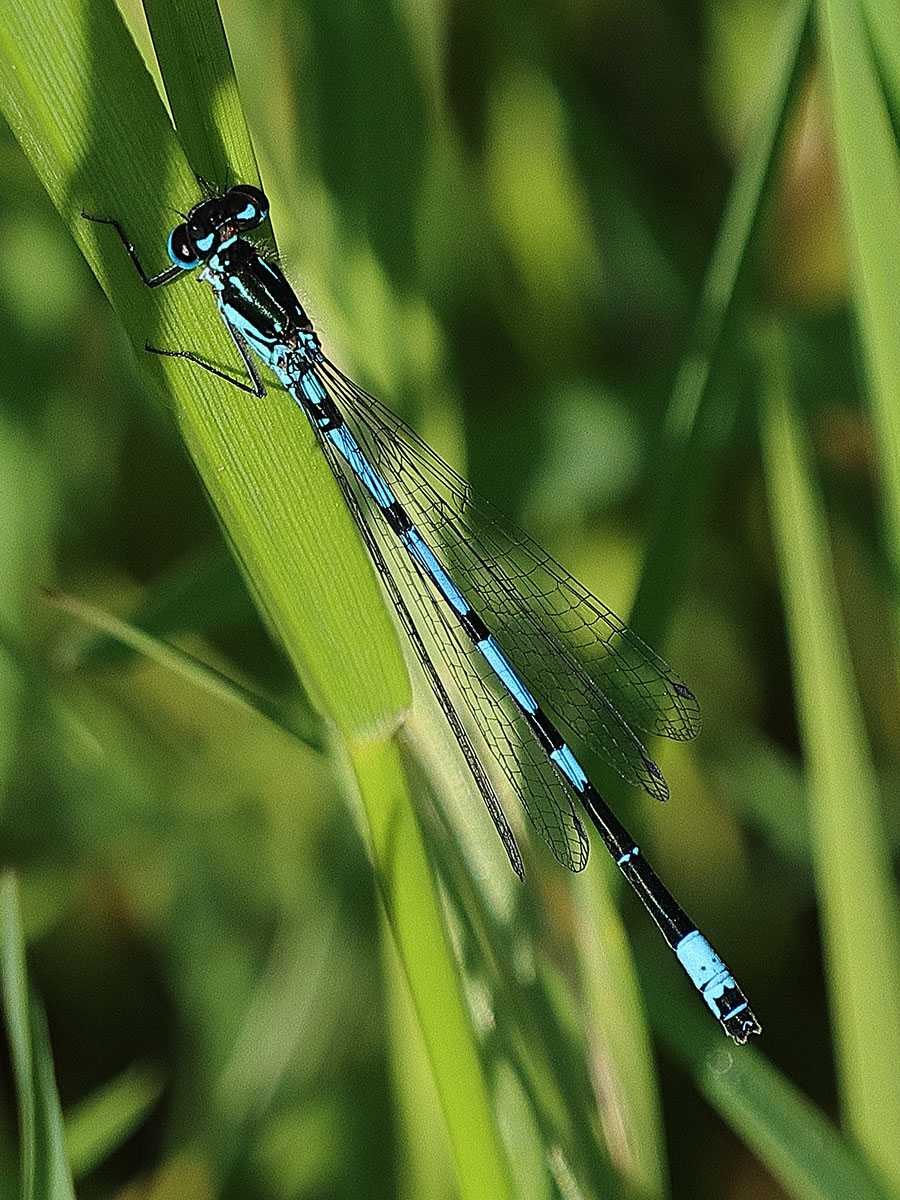 Coenagrion_pulchellum